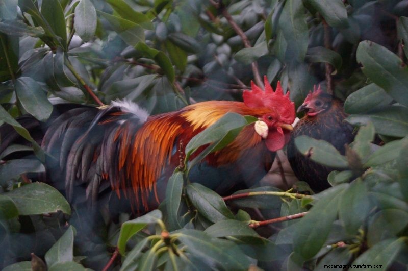 Chicken Garden Guide: Boosting Flock Health & Natural Foraging