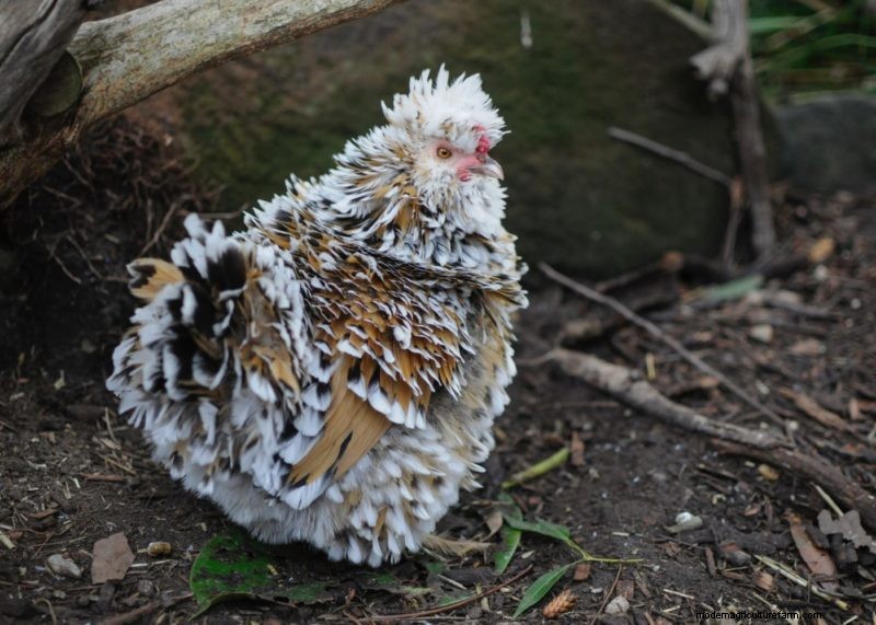 Chicken Garden Guide: Boosting Flock Health & Natural Foraging