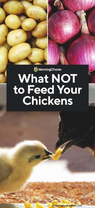 Toxic Foods for Chickens: 9 Things to Avoid Feeding Your Flock