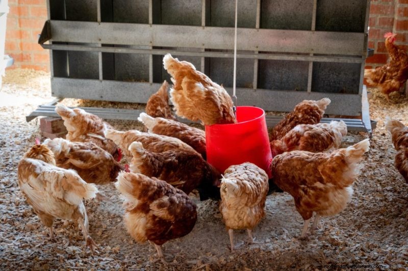 Toxic Foods for Chickens: 9 Things to Avoid Feeding Your Flock