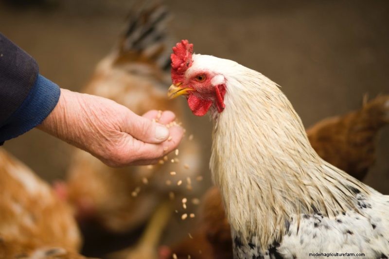 Toxic Foods for Chickens: 9 Things to Avoid Feeding Your Flock