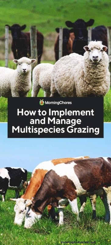 Multispecies Grazing: A Guide to Optimizing Small Farm Pastures