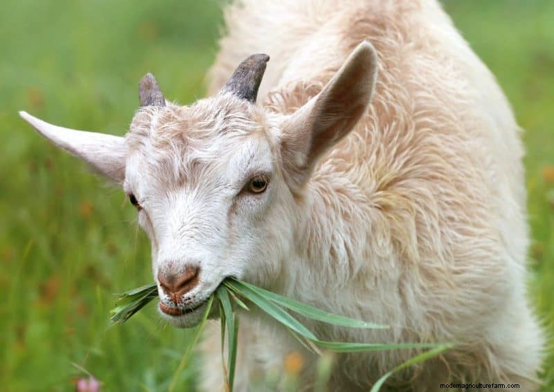 Multispecies Grazing: A Guide to Optimizing Small Farm Pastures