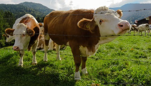 Multispecies Grazing: A Guide to Optimizing Small Farm Pastures
