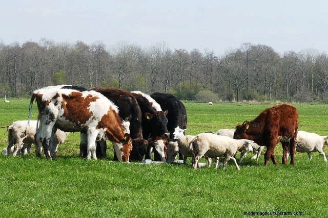 Multispecies Grazing: A Guide to Optimizing Small Farm Pastures