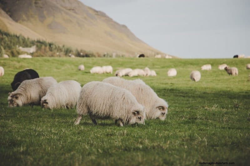 Multispecies Grazing: A Guide to Optimizing Small Farm Pastures