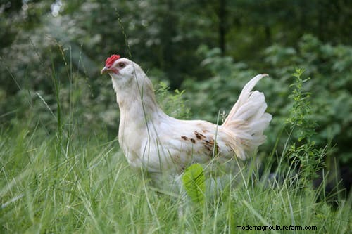 Multispecies Grazing: A Guide to Optimizing Small Farm Pastures