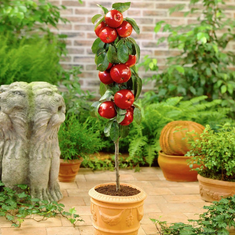 Columnar Fruit Trees: Grow a Home Orchard in Small Spaces | [Your Brand]