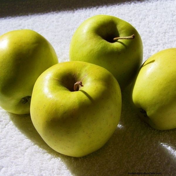 Columnar Fruit Trees: Grow a Home Orchard in Small Spaces | [Your Brand]