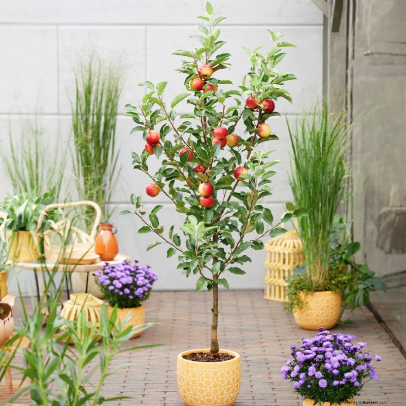 Columnar Fruit Trees: Grow a Home Orchard in Small Spaces | [Your Brand]