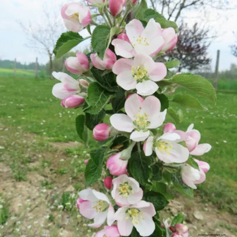 Columnar Fruit Trees: Grow a Home Orchard in Small Spaces | [Your Brand]