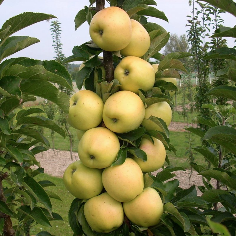 Columnar Fruit Trees: Grow a Home Orchard in Small Spaces | [Your Brand]