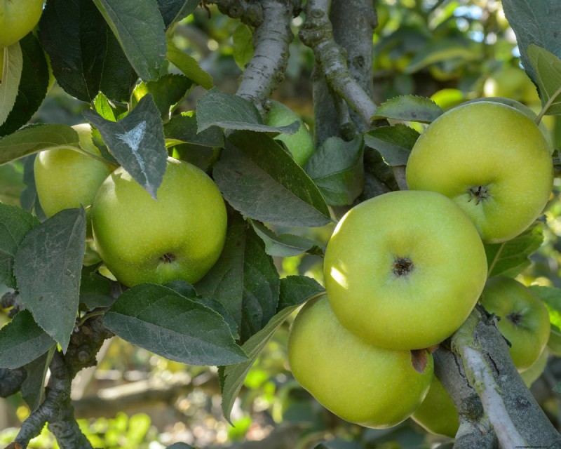 Heirloom Apples: A Guide to Cultivating Unique Varieties