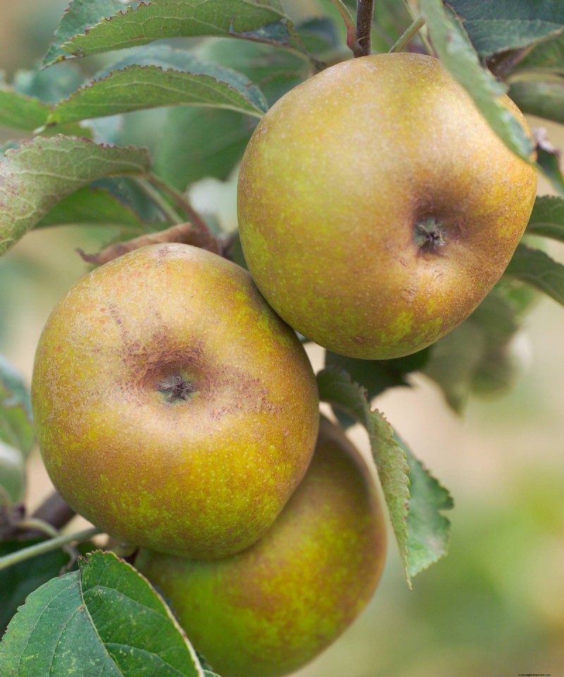 Heirloom Apples: A Guide to Cultivating Unique Varieties