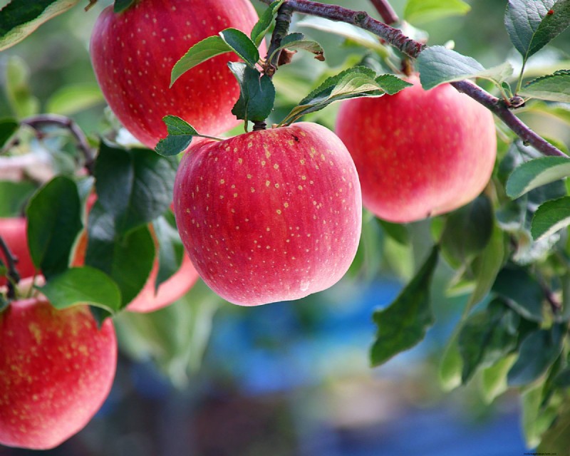 Heirloom Apples: A Guide to Cultivating Unique Varieties