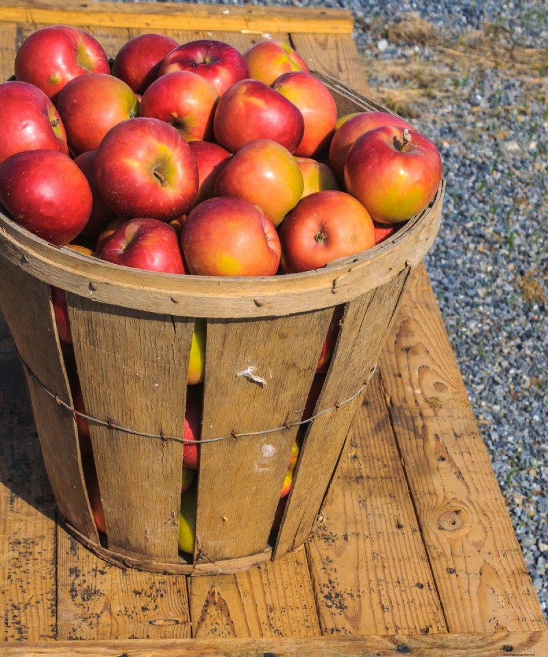 Heirloom Apples: A Guide to Cultivating Unique Varieties