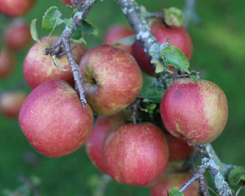 Heirloom Apples: A Guide to Cultivating Unique Varieties