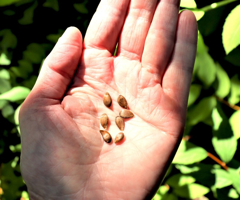 Growing Apples from Seed: A Comprehensive Guide to Planting and Germination