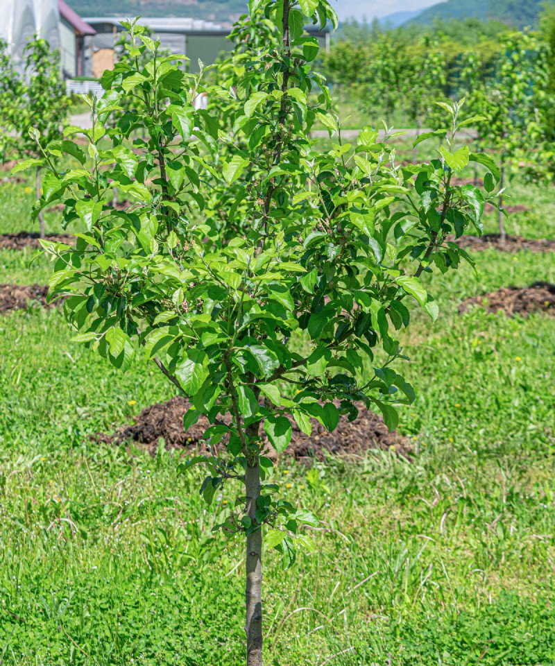 Growing Apples from Seed: A Comprehensive Guide to Planting and Germination