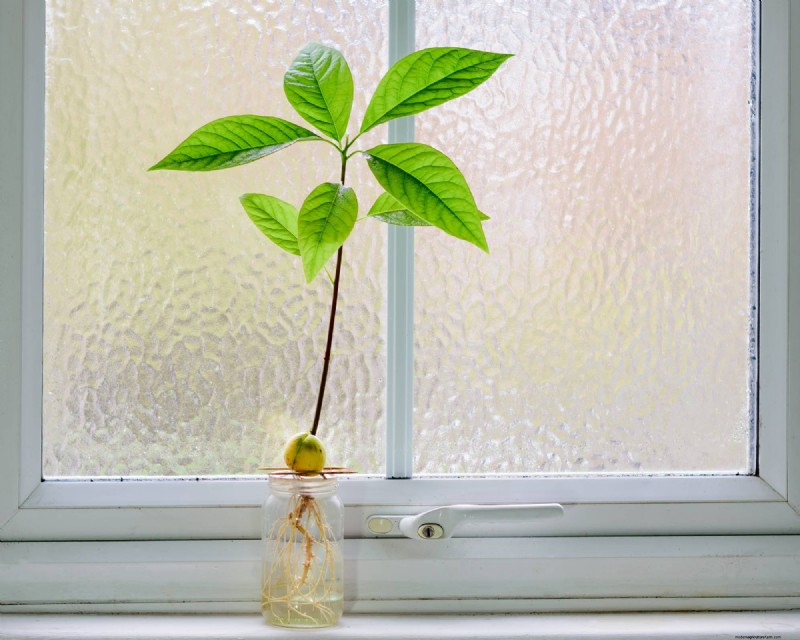 Grow an Avocado Plant: A Simple Guide for Beginners
