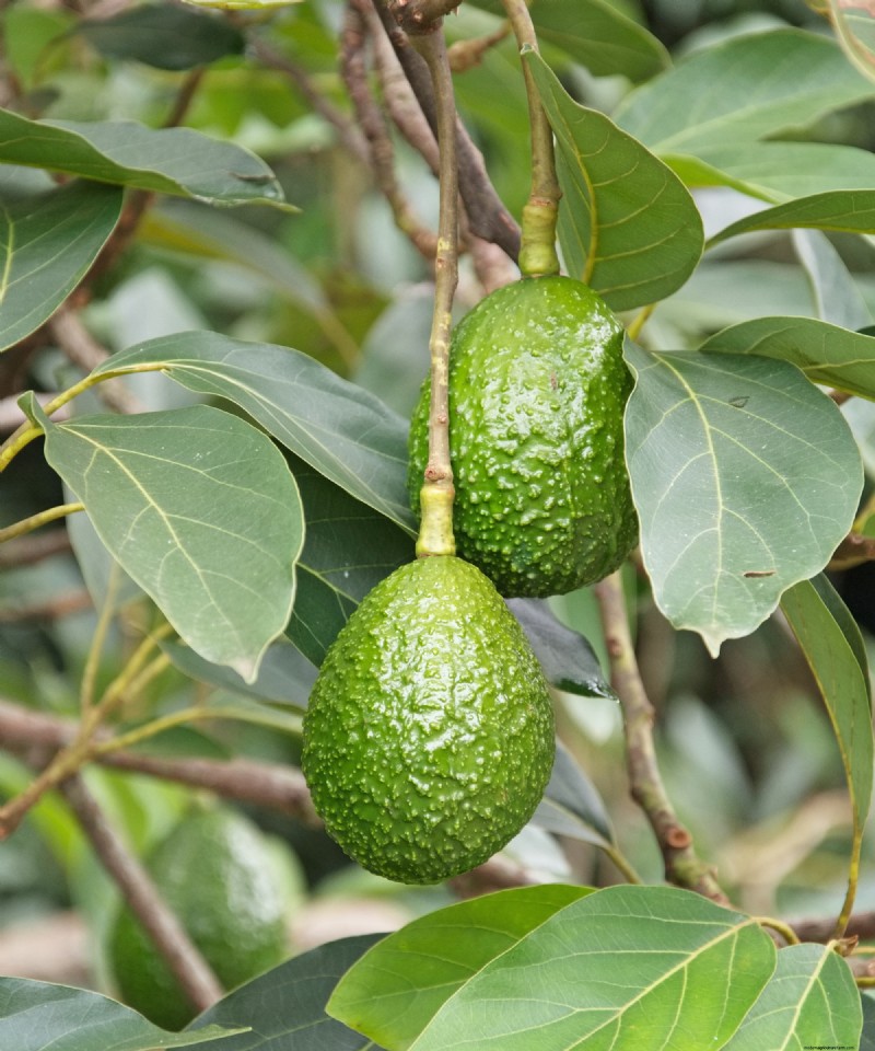 Grow an Avocado Plant: A Simple Guide for Beginners