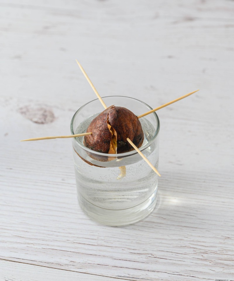 Grow an Avocado Plant: A Simple Guide for Beginners