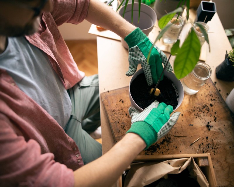 Grow an Avocado Plant: A Simple Guide for Beginners