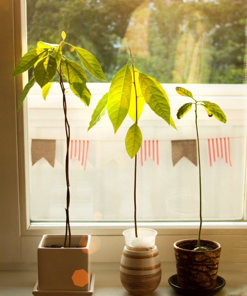 Grow an Avocado Plant: A Simple Guide for Beginners