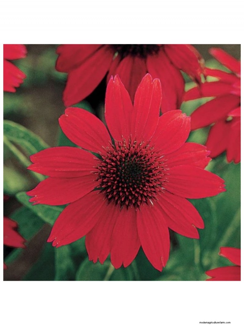 Top Mother s Day Gifts for Garden-Loving Moms | [Your Brand/Website Name]