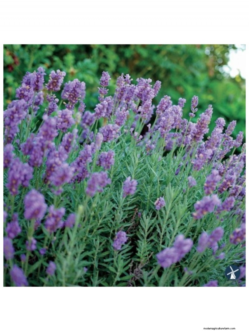 Top Mother s Day Gifts for Garden-Loving Moms | [Your Brand/Website Name]