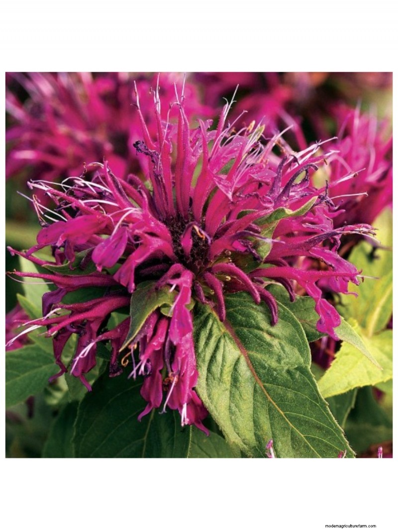 Top Mother s Day Gifts for Garden-Loving Moms | [Your Brand/Website Name]