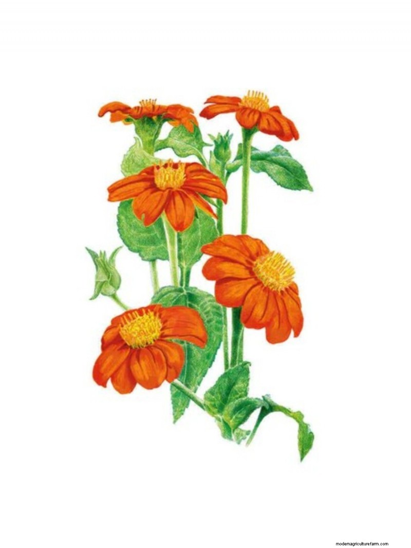 Top Mother s Day Gifts for Garden-Loving Moms | [Your Brand/Website Name]