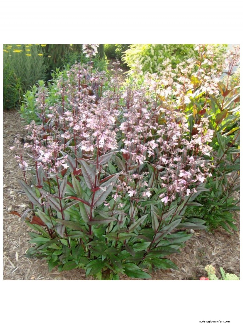 Top Mother s Day Gifts for Garden-Loving Moms | [Your Brand/Website Name]