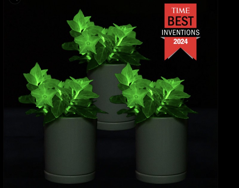 Firefly Petunia: Growing the World s First Bioluminescent Plant | Light Bio