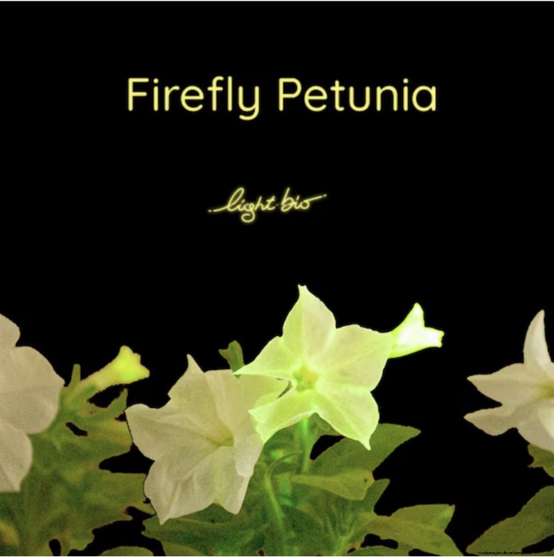 Firefly Petunia: Growing the World s First Bioluminescent Plant | Light Bio