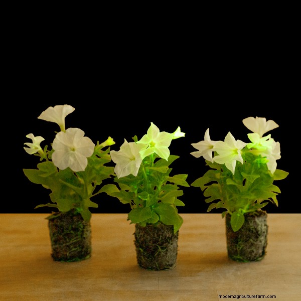 Firefly Petunia: Growing the World s First Bioluminescent Plant | Light Bio