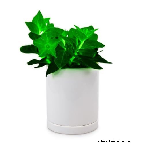 Firefly Petunia: Growing the World s First Bioluminescent Plant | Light Bio