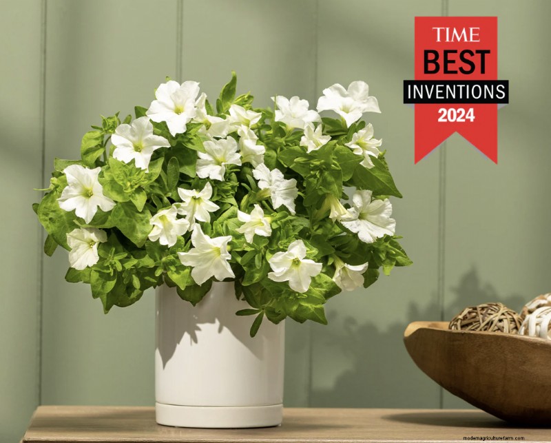Firefly Petunia: Growing the World s First Bioluminescent Plant | Light Bio
