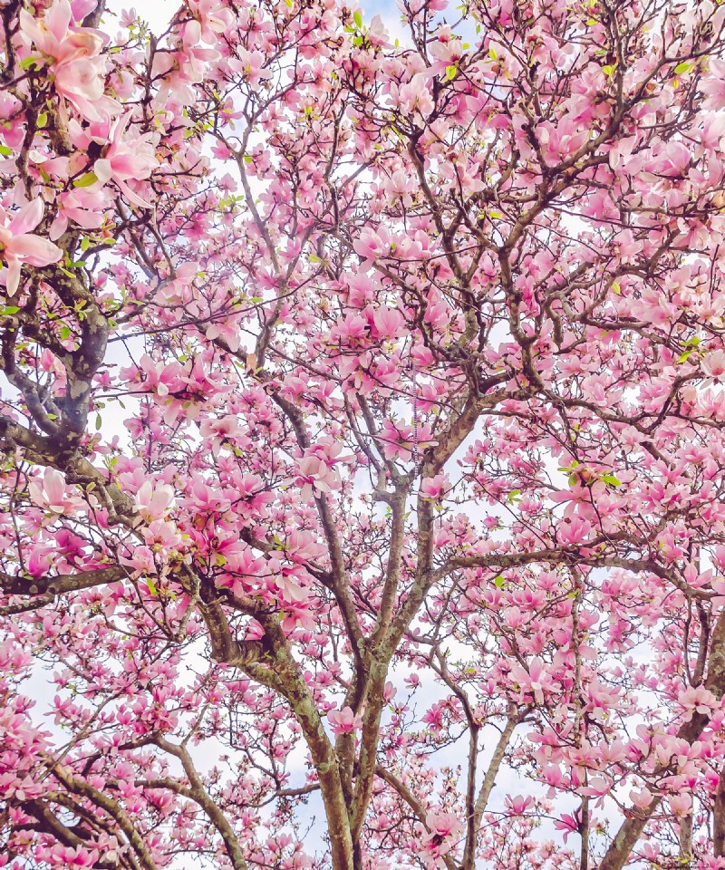 The Magic of Flowering Trees: How One Tree Transformed a Neighborhood