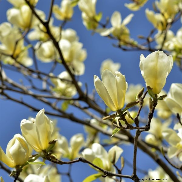 The Magic of Flowering Trees: How One Tree Transformed a Neighborhood