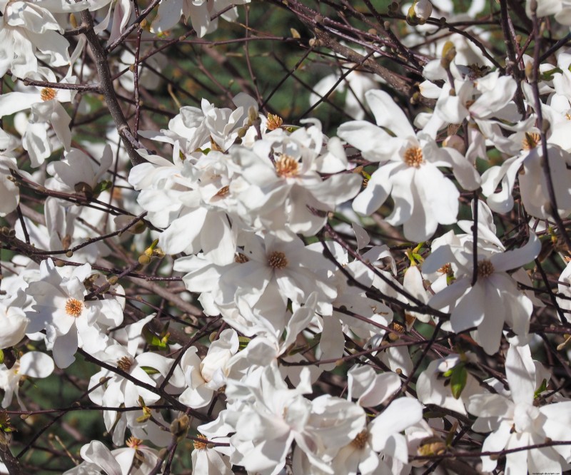 The Magic of Flowering Trees: How One Tree Transformed a Neighborhood