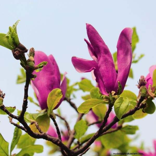 The Magic of Flowering Trees: How One Tree Transformed a Neighborhood