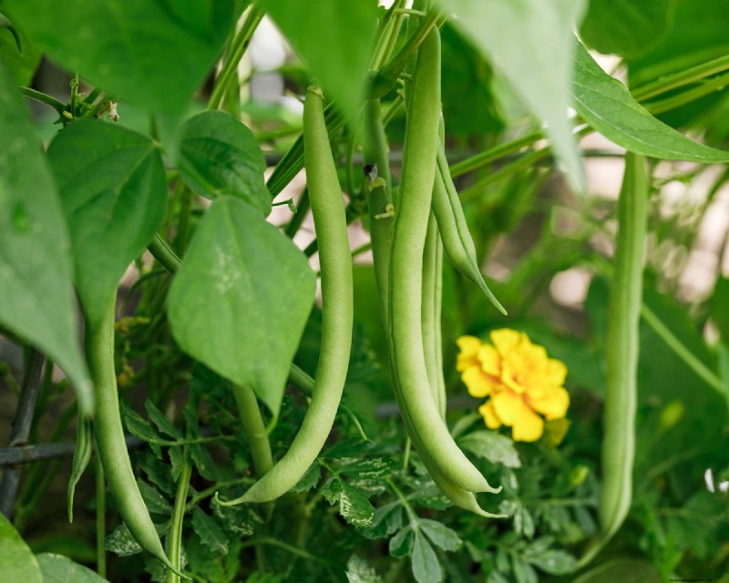 Best Vegetables to Plant in May for a Bountiful Summer Harvest