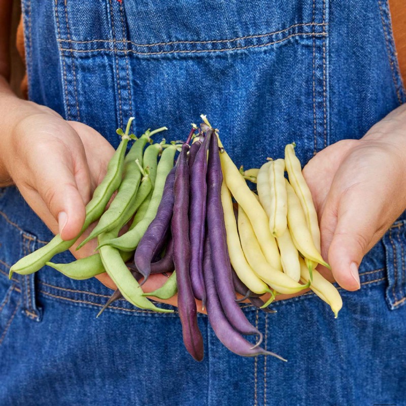 Best Vegetables to Plant in May for a Bountiful Summer Harvest