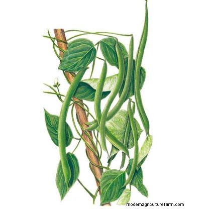 Best Vegetables to Plant in May for a Bountiful Summer Harvest