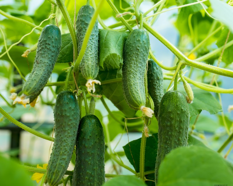 Best Vegetables to Plant in May for a Bountiful Summer Harvest