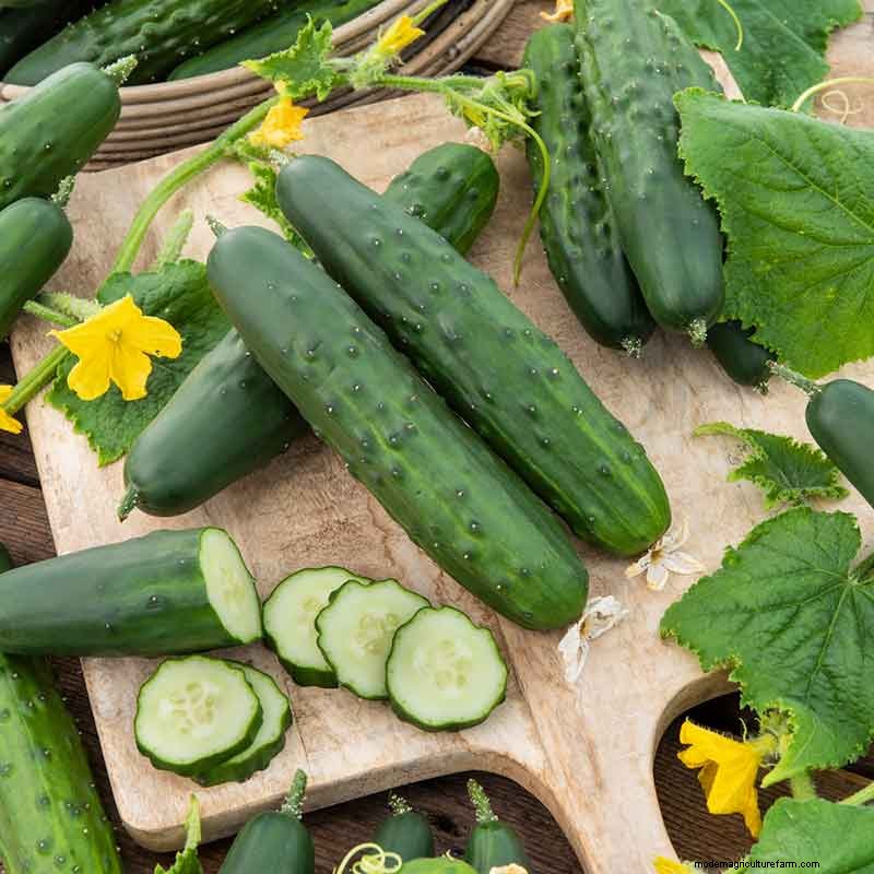 Best Vegetables to Plant in May for a Bountiful Summer Harvest