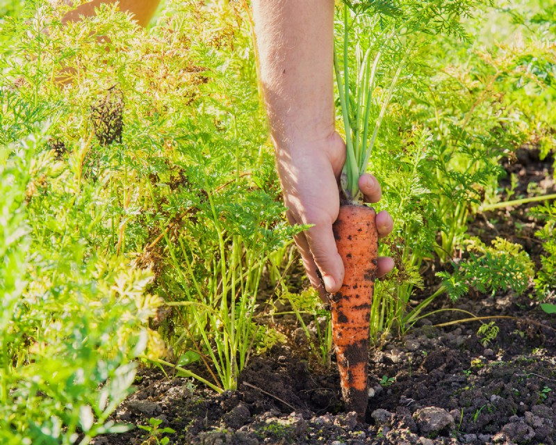 Best Vegetables to Plant in May for a Bountiful Summer Harvest