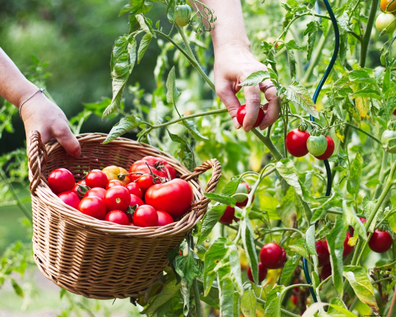 Best Vegetables to Plant in May for a Bountiful Summer Harvest