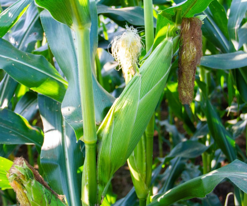 Best Vegetables to Plant in May for a Bountiful Summer Harvest